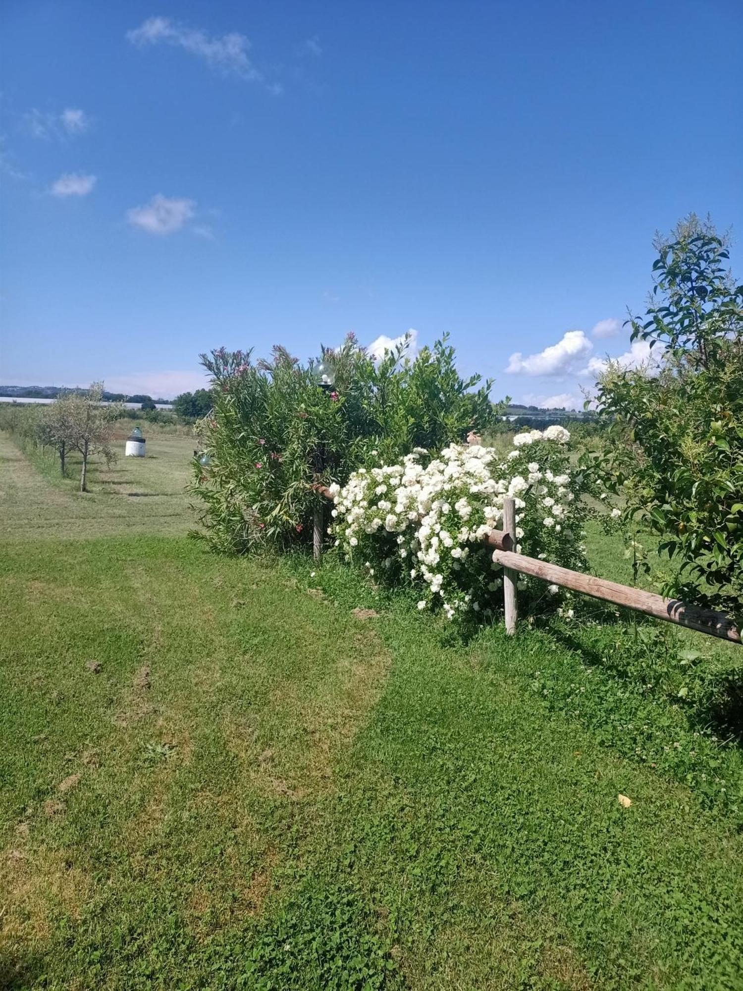Agriturismo Il Cipresso วาดา ภายนอก รูปภาพ